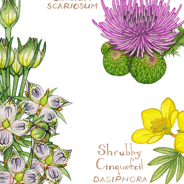 Wholesale Wildflowers Field Guide Art Print: Wyoming