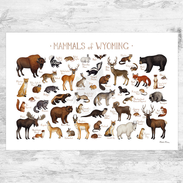 Wholesale Mammals Field Guide Art Print: Wyoming