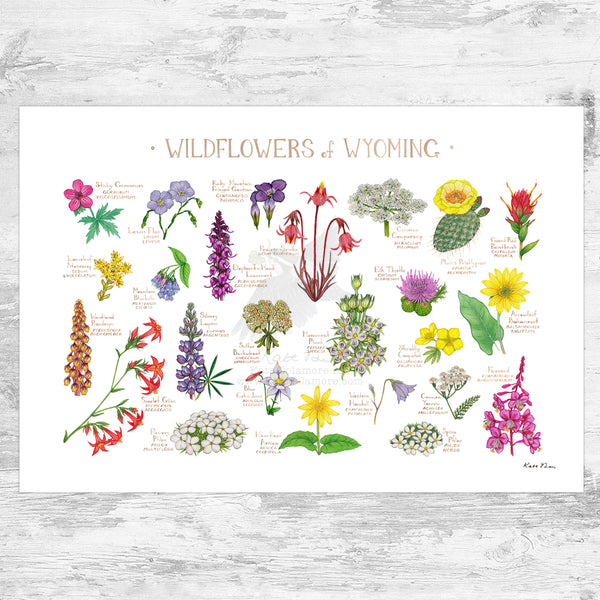 Wholesale Wildflowers Field Guide Art Print: Wyoming