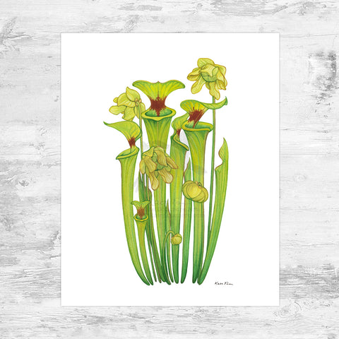 Wholesale Art Print: Yellow Pitcher Plant