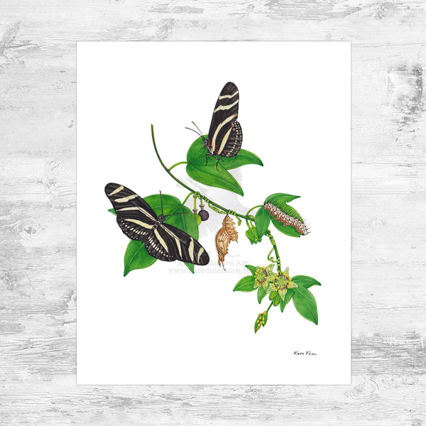 Wholesale Field Guide Art Print: Zebra Longwing