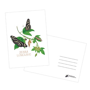 Zebra Longwing Butterfly Life Cycle 5x7 Postcard