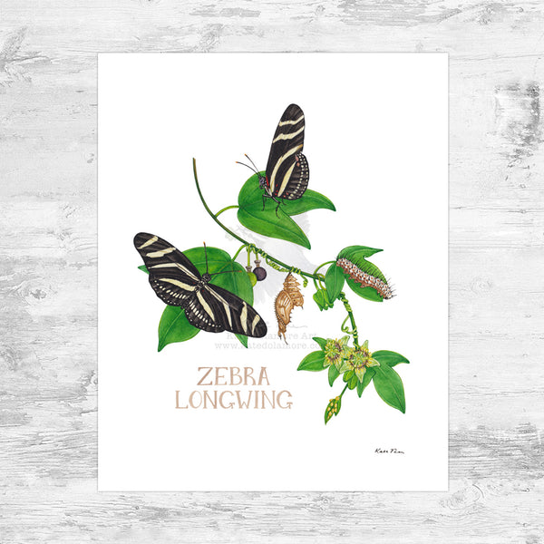 Wholesale Field Guide Art Print: Zebra Longwing