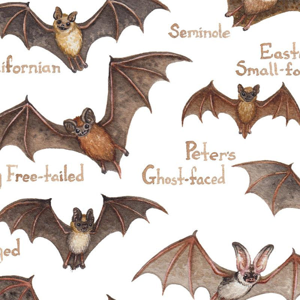 Bats of North America Field Guide Art Print