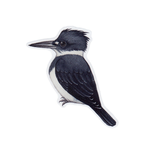 Wholesale Vinyl Sticker: Belted Kingfisher (male)