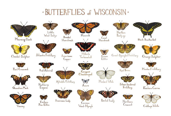 Wholesale Butterflies Field Guide Art Print: Wisconsin