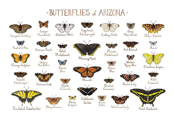 Wholesale Butterflies Field Guide Art Print: Arizona