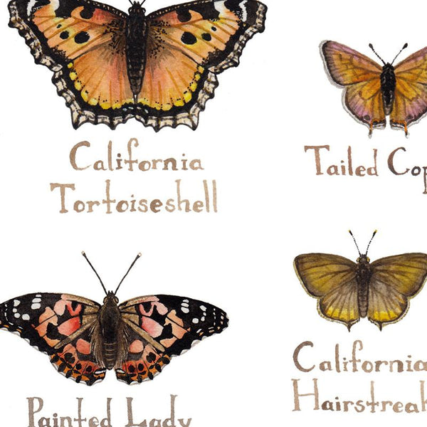 Wholesale Butterflies Field Guide Art Print: California