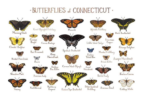 Wholesale Butterflies Field Guide Art Print: Connecticut