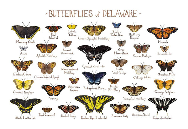 Wholesale Butterflies Field Guide Art Print: Delaware