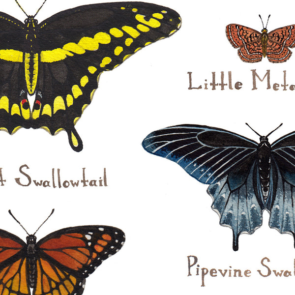 Wholesale Butterflies Field Guide Art Print: Florida
