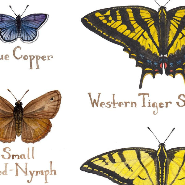 Wholesale Butterflies Field Guide Art Print: Idaho