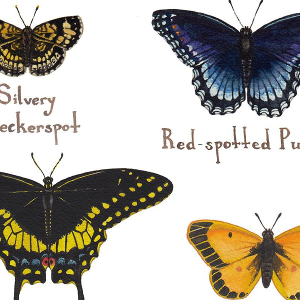 Wholesale Butterflies Field Guide Art Print: Indiana