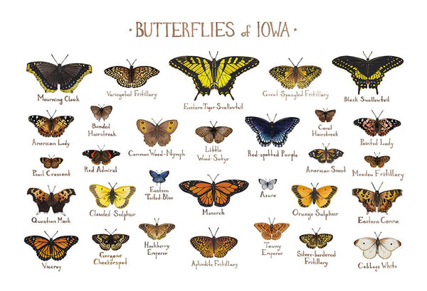 Wholesale Butterflies Field Guide Art Print: Iowa