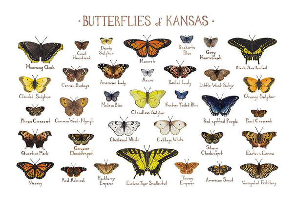 Wholesale Butterflies Field Guide Art Print: Kansas