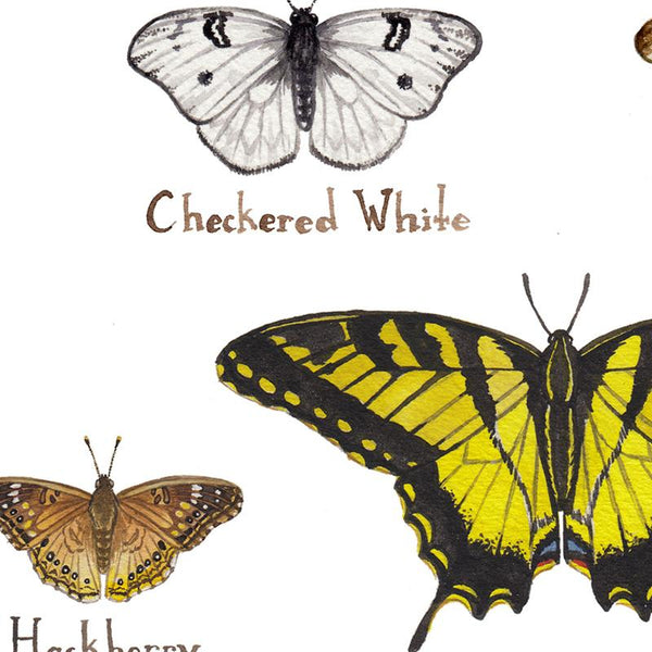 Wholesale Butterflies Field Guide Art Print: Kansas