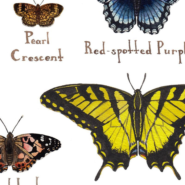 Wholesale Butterflies Field Guide Art Print: Kentucky