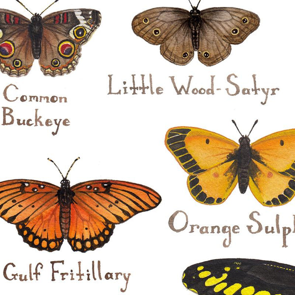 Wholesale Butterflies Field Guide Art Print: Louisiana