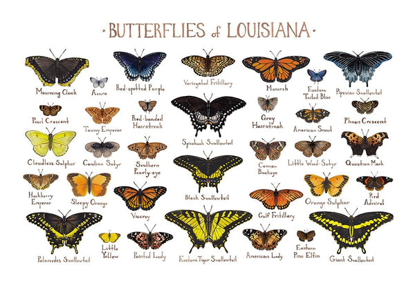Wholesale Butterflies Field Guide Art Print: Louisiana