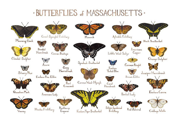 Wholesale Butterflies Field Guide Art Print: Massachusetts