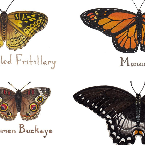 Wholesale Butterflies Field Guide Art Print: Massachusetts