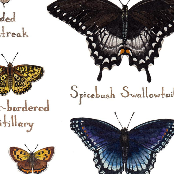 Wholesale Butterflies Field Guide Art Print: Maryland