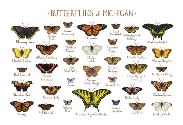 Wholesale Butterflies Field Guide Art Print: Michigan