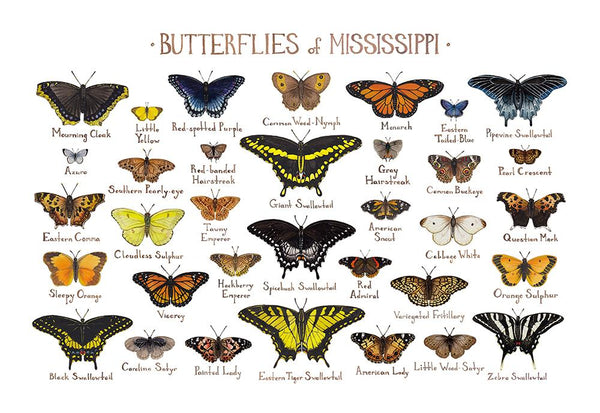 Wholesale Butterflies Field Guide Art Print: Mississippi