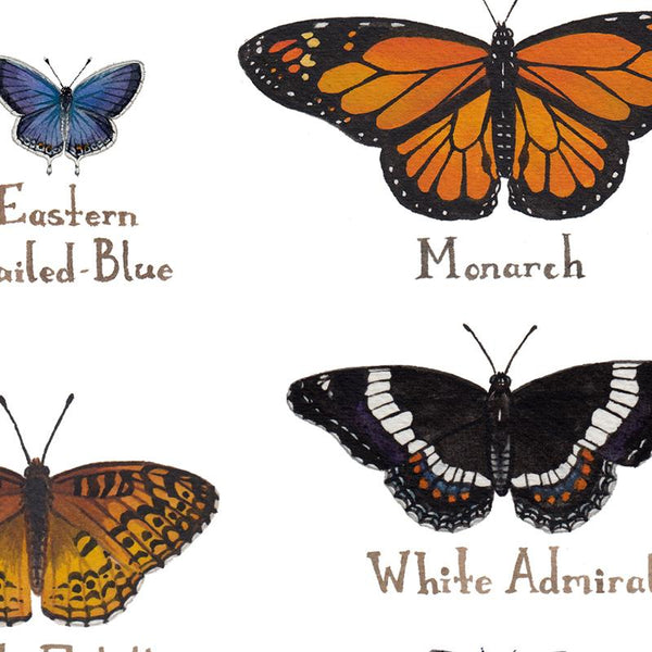 Wholesale Butterflies Field Guide Art Print: Minnesota