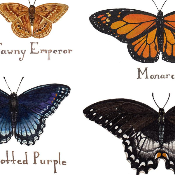 Wholesale Butterflies Field Guide Art Print: Missouri