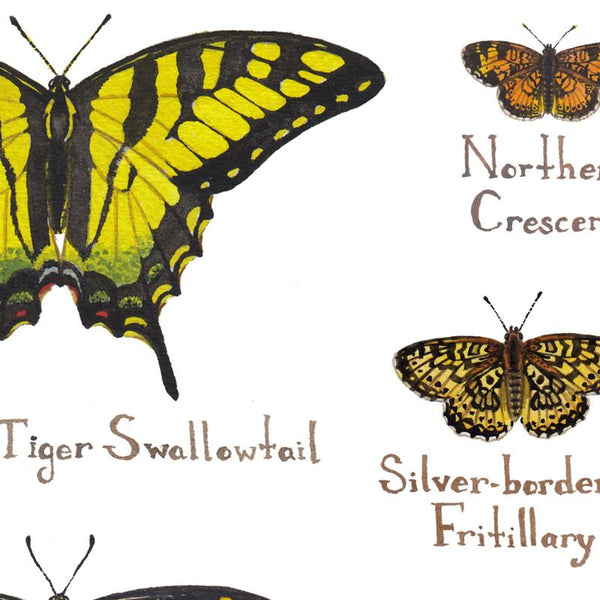 Wholesale Butterflies Field Guide Art Print: Montana