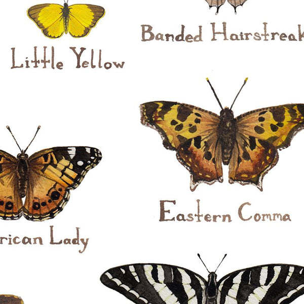 Wholesale Butterflies Field Guide Art Print: North Carolina