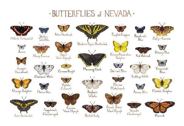 Wholesale Butterflies Field Guide Art Print: Nevada
