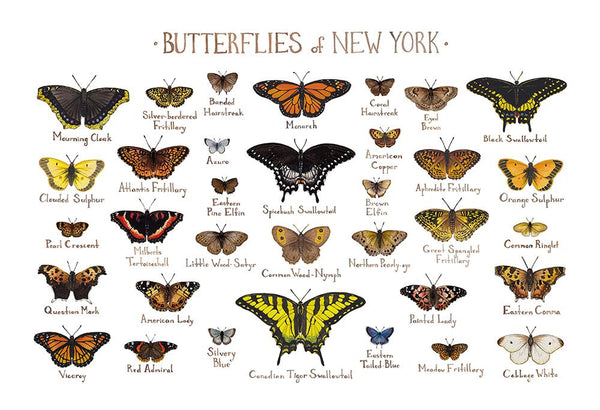 Wholesale Butterflies Field Guide Art Print: New York