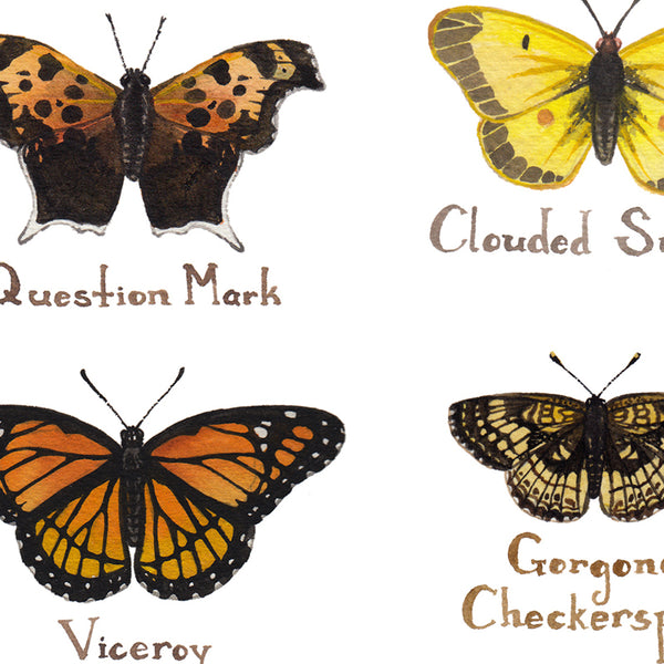 Wholesale Butterflies Field Guide Art Print: Nebraska