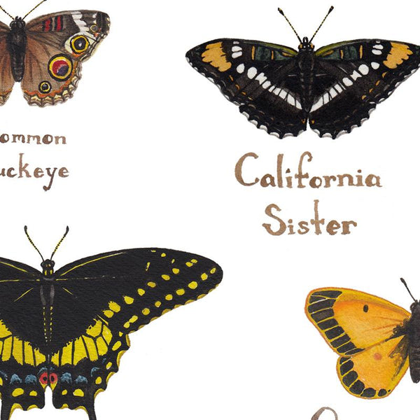 Wholesale Butterflies Field Guide Art Print: New Mexico