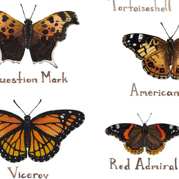 Wholesale Butterflies Field Guide Art Print: New York