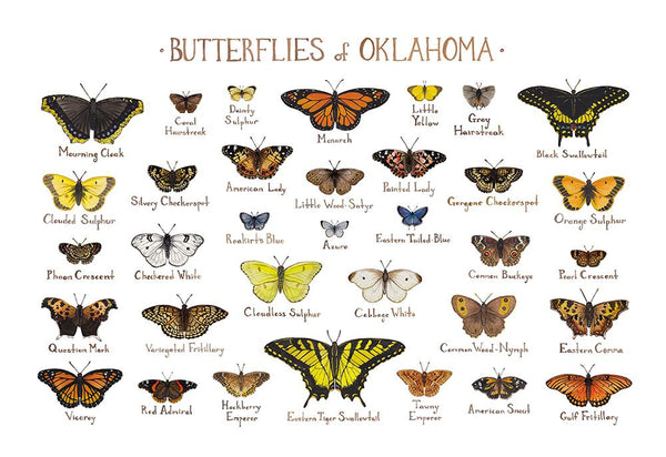 Wholesale Butterflies Field Guide Art Print: Oklahoma
