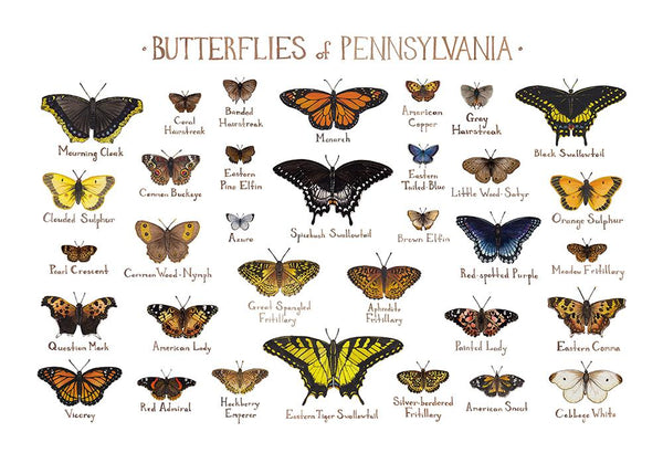 Wholesale Butterflies Field Guide Art Print: Pennsylvania