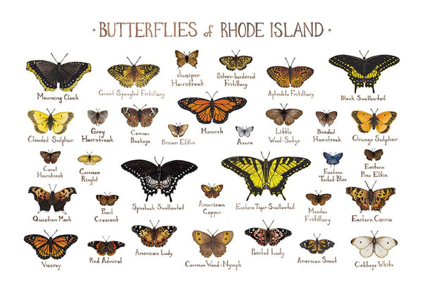 Wholesale Butterflies Field Guide Art Print: Rhode Island