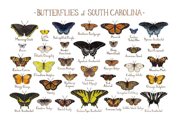 Wholesale Butterflies Field Guide Art Print: South Carolina
