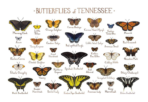 Wholesale Butterflies Field Guide Art Print: Tennessee