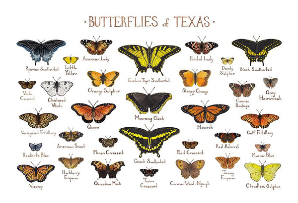 Wholesale Butterflies Field Guide Art Print: Texas