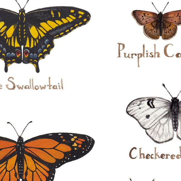 Wholesale Butterflies Field Guide Art Print: Utah