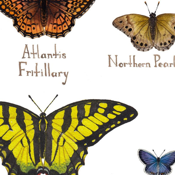 Wholesale Butterflies Field Guide Art Print: Vermont