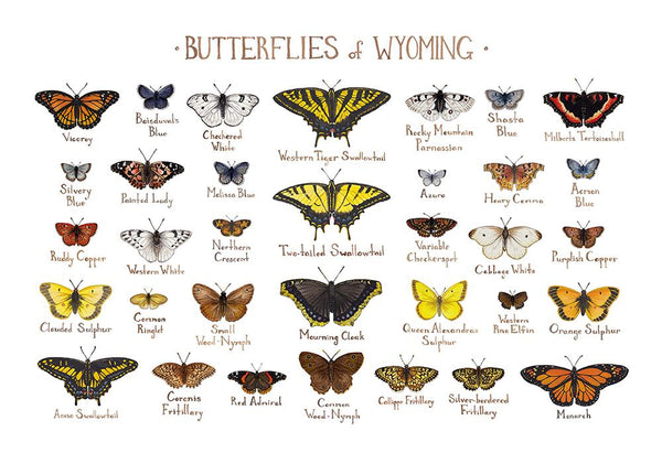 Wholesale Butterflies Field Guide Art Print: Wyoming