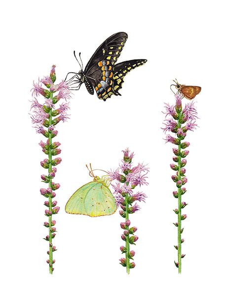 Wholesale Art Print: Butterflies on Blazing Star Wildflowers