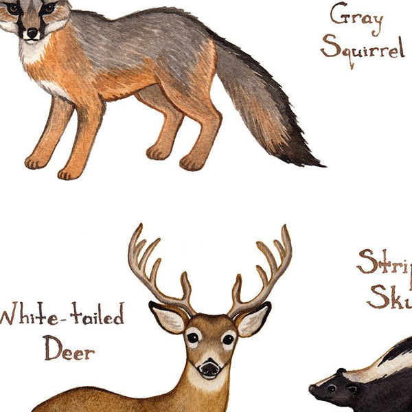 Land Mammals of Alabama Field Guide Art Print