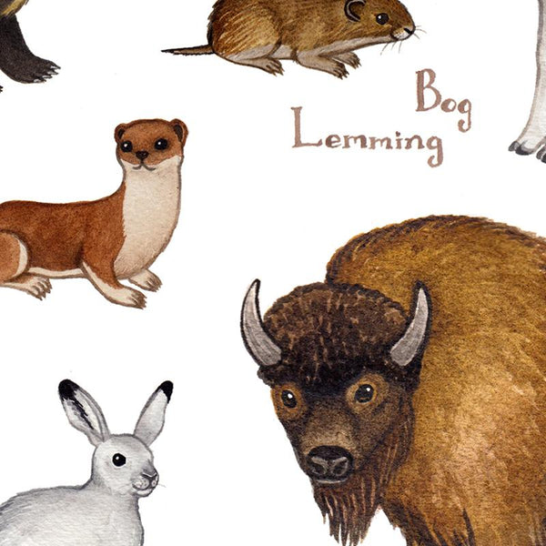 Alaska Land Mammals Field Guide Art Print