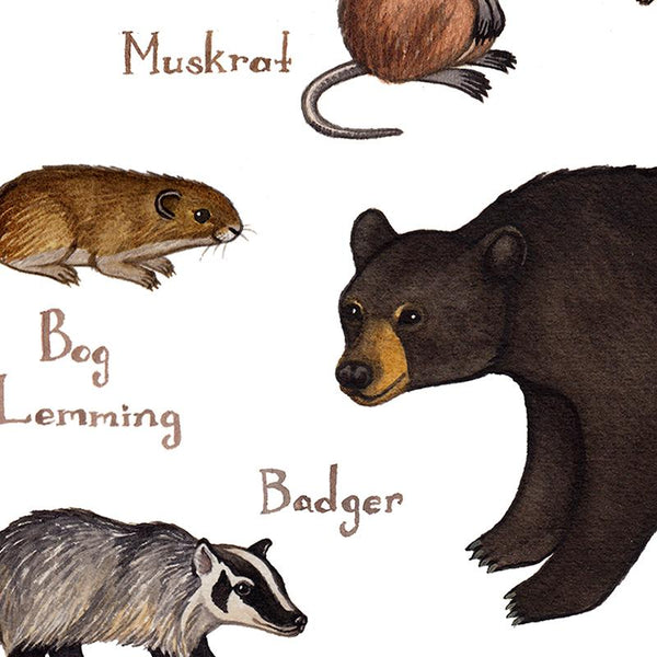 Land Mammals of British Columbia Print
